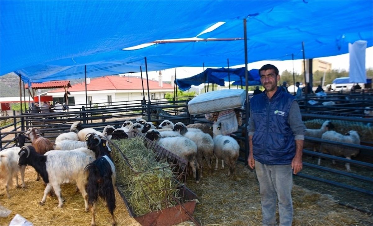 Boyabat\'ta Kurban Pazarı Açıldı