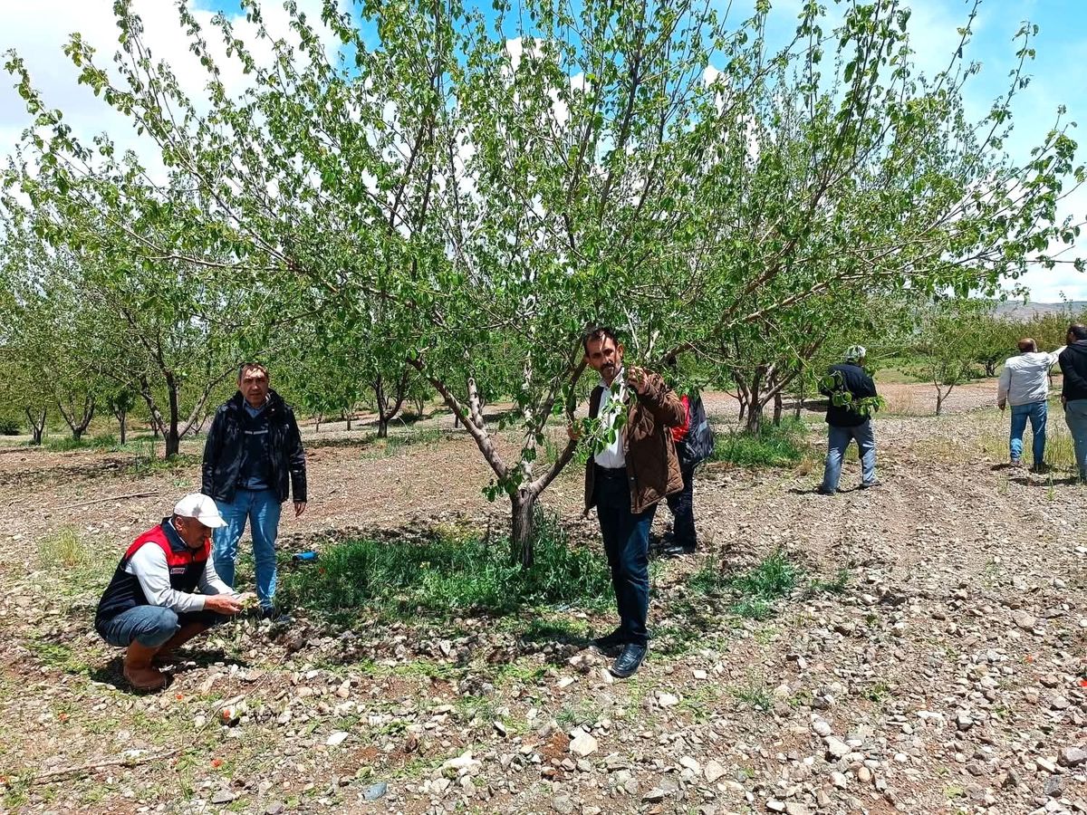 Elazığ\'da Dolu Hasarı Tespiti