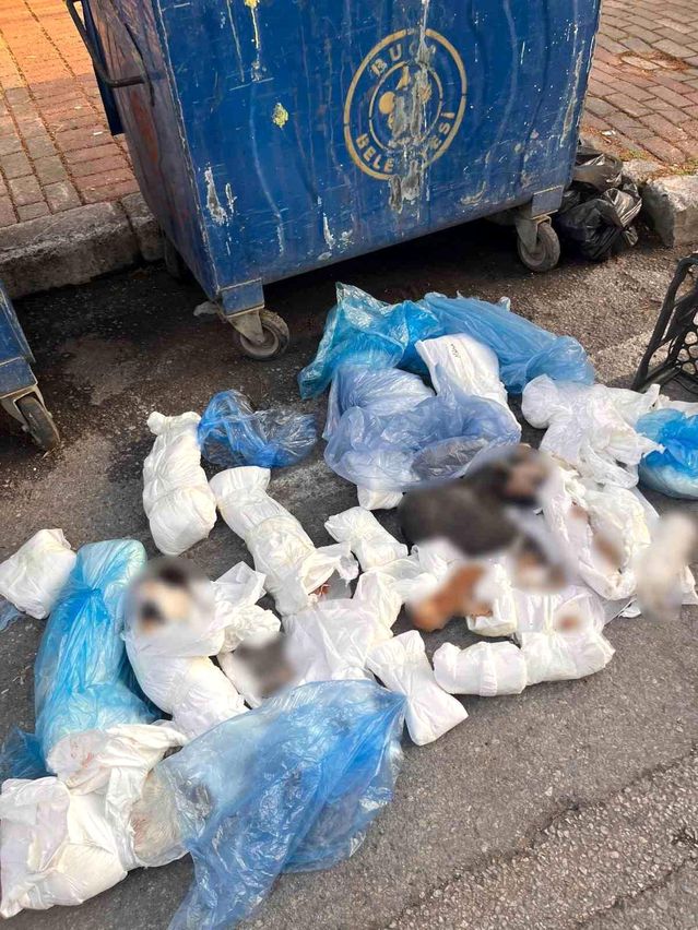 İzmir’de Ölü Kedilerle İlgili Skandal