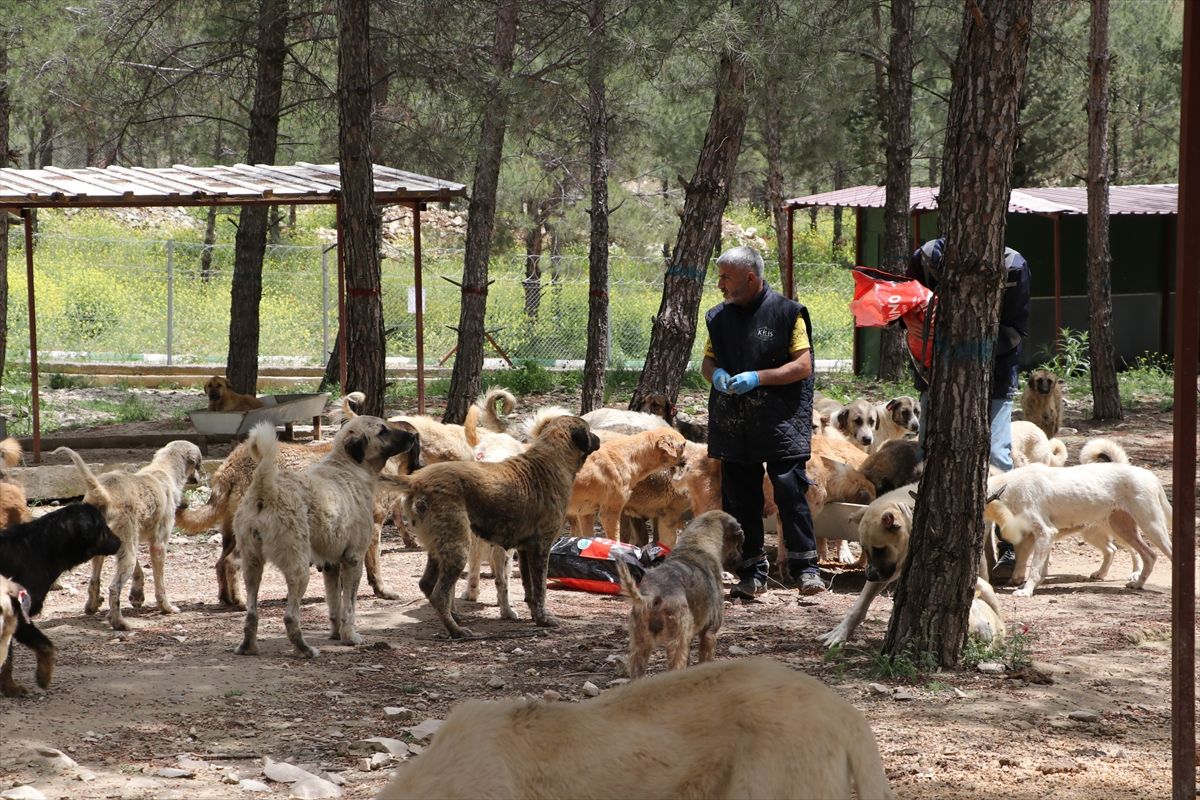Kilis\'te 3 Bin Sahipsiz Köpeğe Yuvalık
