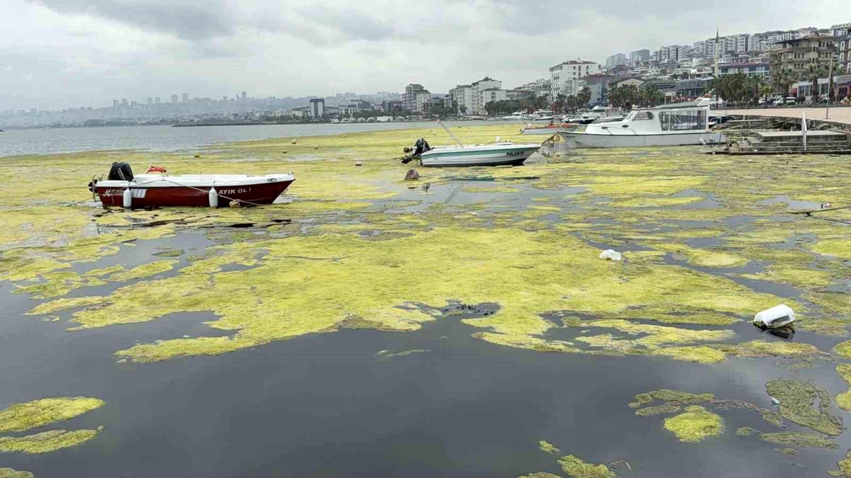 Kurupelit Marina\'daki "deniz marulu" sorununa neşter: 345 bin metreküp dip çamuru temizlenecek