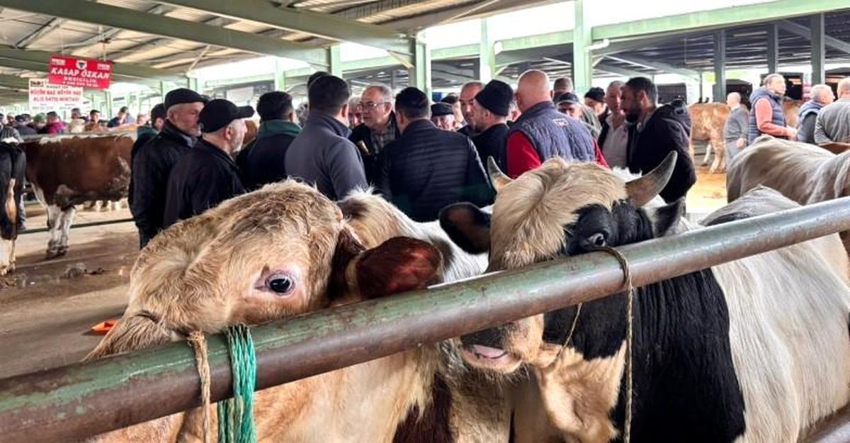 Tavşanlı\'da Kurbanlık Pazarında Hareketlilik
