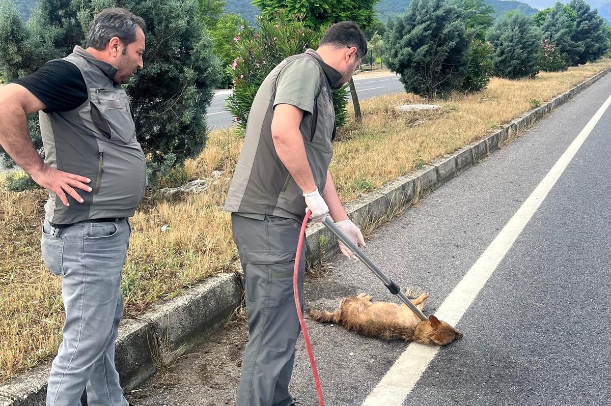 Yaralı Çakal Tedavi Altında