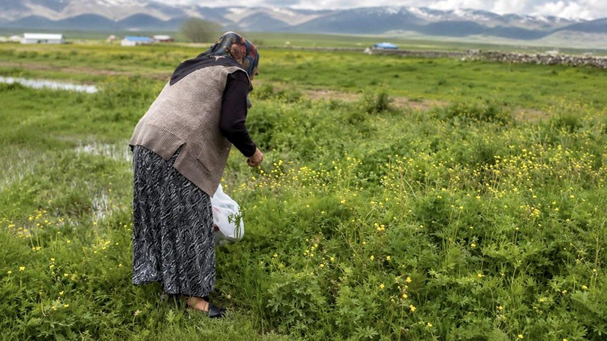 Yazılı Köyü\'nde Şifalı Ot Toplama Meshuru