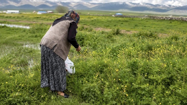 Yazılı Köyü’nde Şifalı Ot Toplama Meshuru