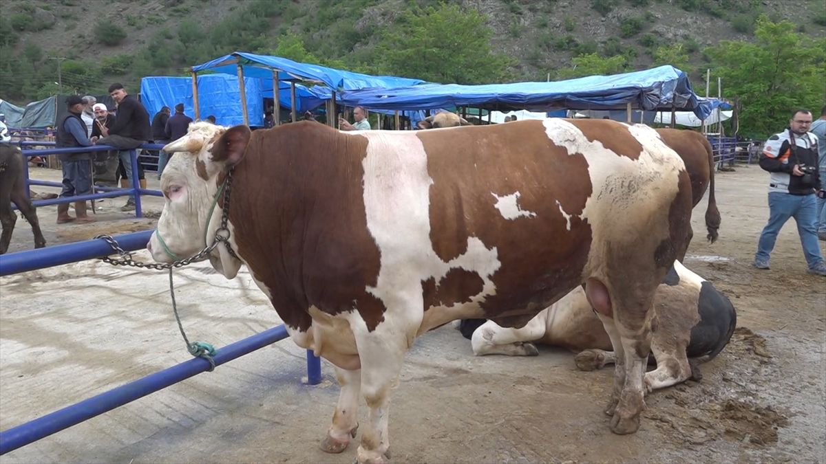 Amasya\'da Kurban Bayramı Öncesi Hayvan Pazarı