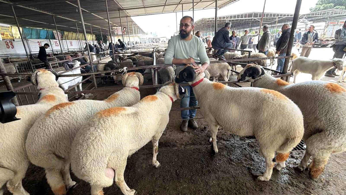 Havran\'da Gelinlik Kurban Yoğunluğu