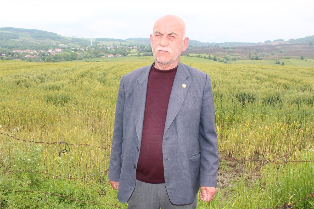 Bafra\'da Hububat Rekoltesi 100 Bin Ton Bekleniyor