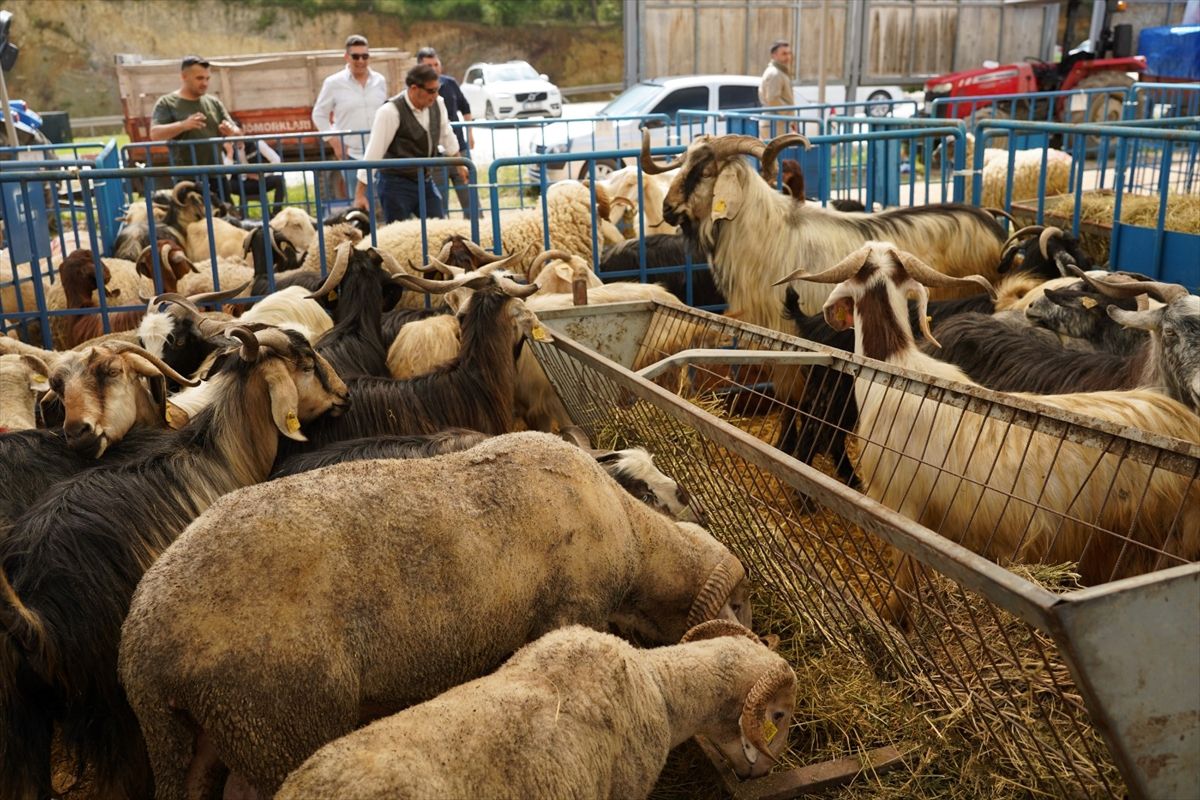 Bilecik\'te Kurban Pazarında Denetim