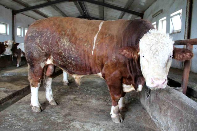 Bingöl'de 1,5 Tonluk Tosun Paşa 450 Bin Liraya Satıldı