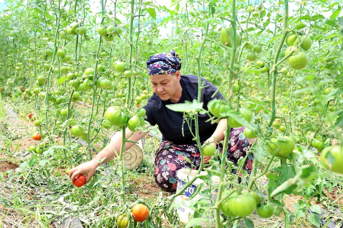 Dangalak Domatesinde Hasat Zamanı