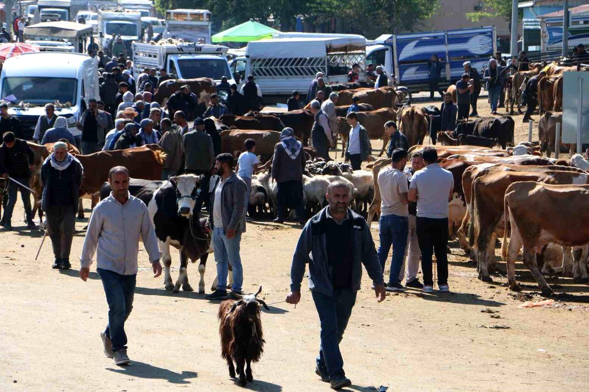 Kurban Bayramı Öncesi Hayvan Pazarlarında Yoğunluk