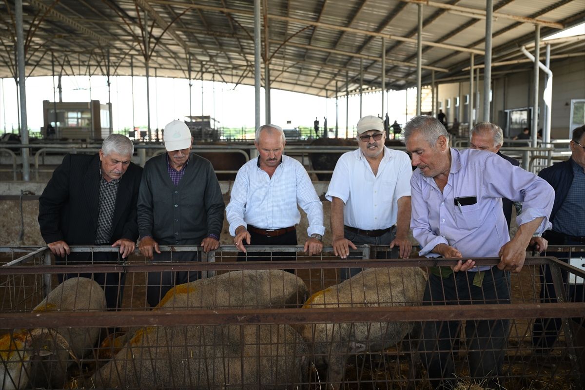 Edirne\'de Kurban Satış Denetimi