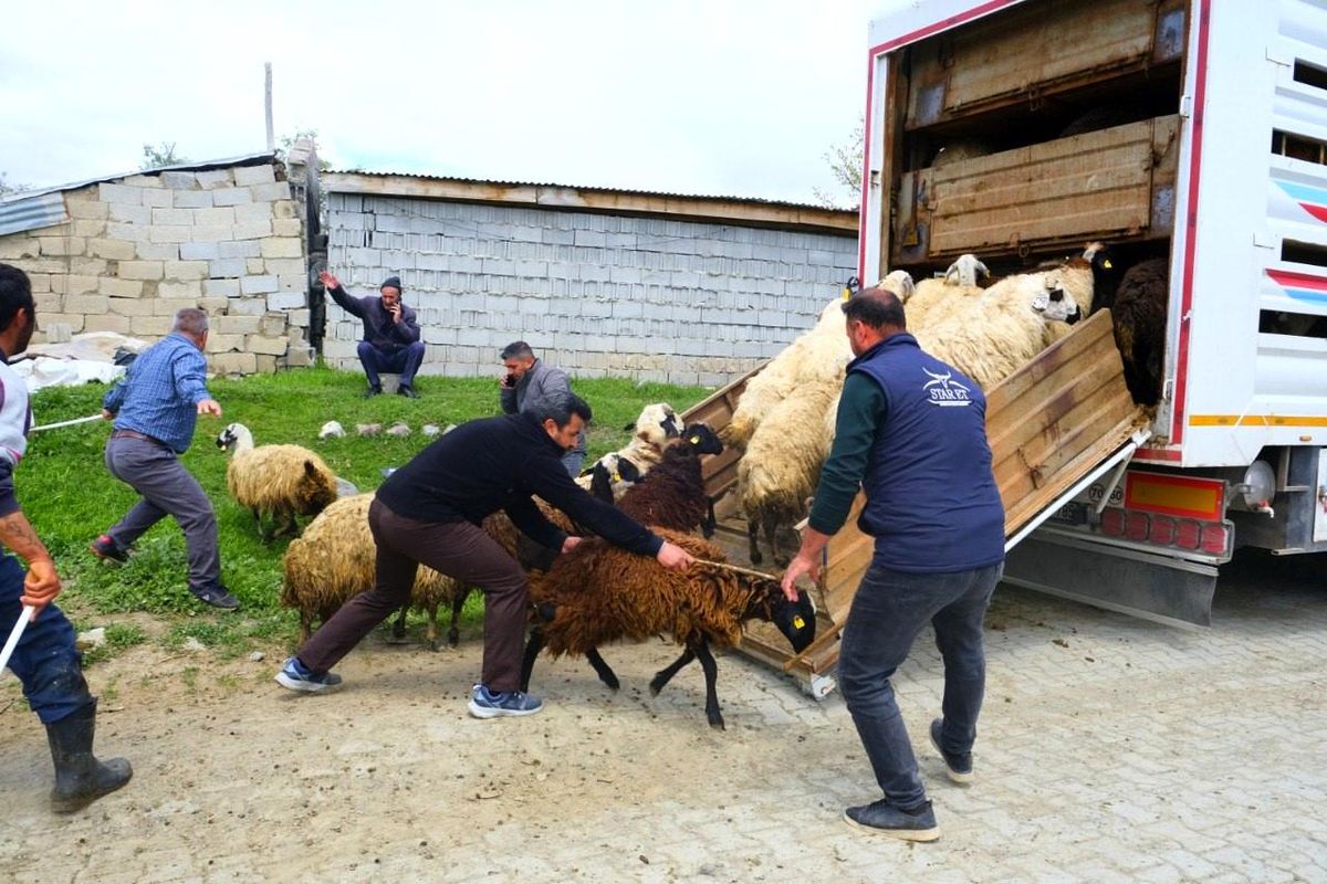 Yayla Sezonu Açıldı, Tulum Peyniri Üreticileri Çalışmalara Başladı