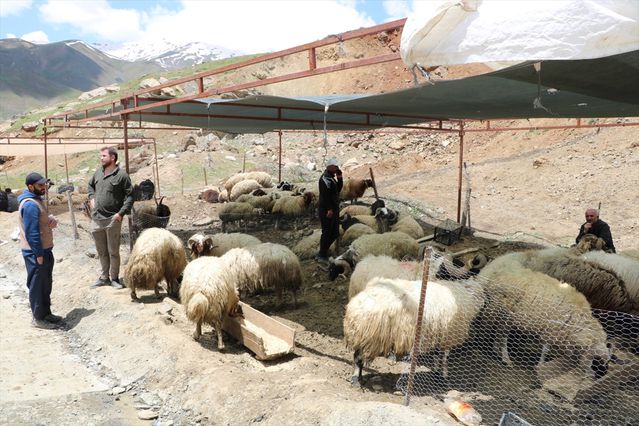Hakkari'de Kurbanlık Satışları Başladı