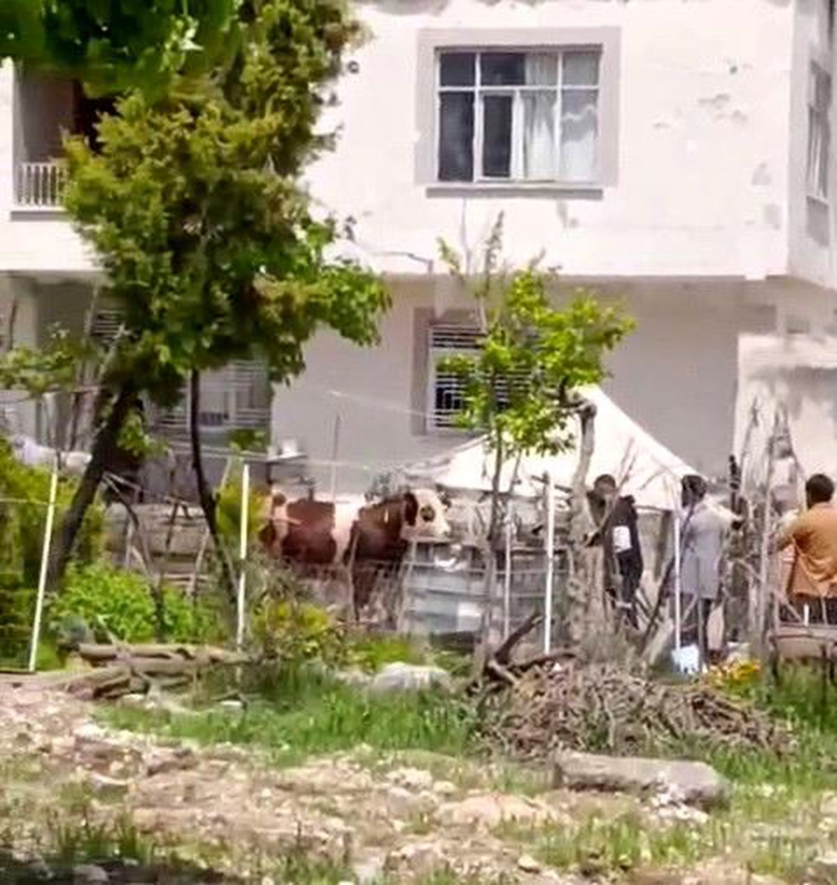 Kaçan kurbanlık iğne vurularak yakalandı