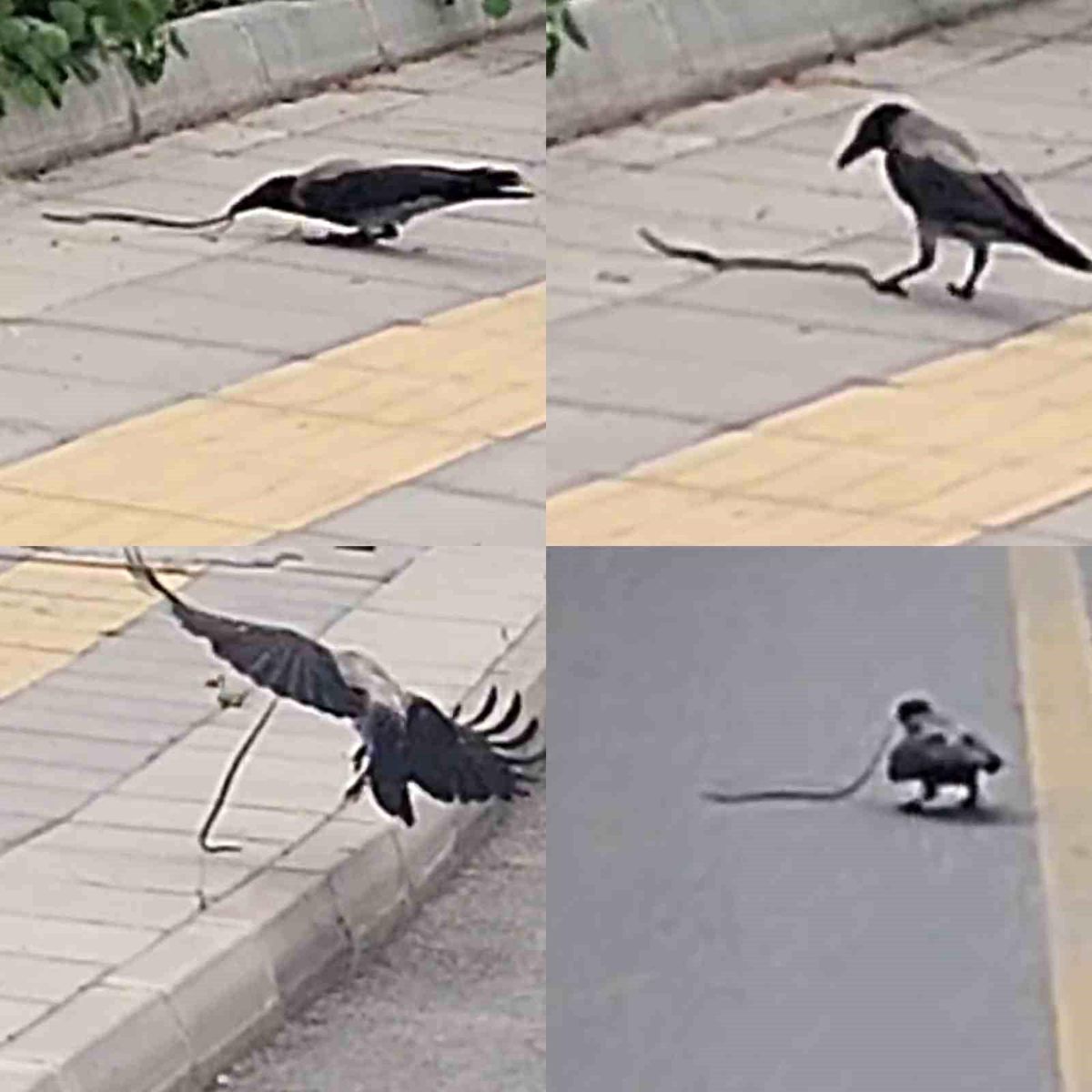 Karga Yılanı Avladı