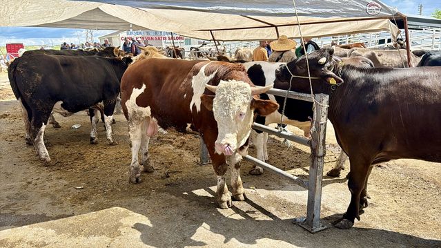 Kurbanlık Hayvan Pazarları Hareketli