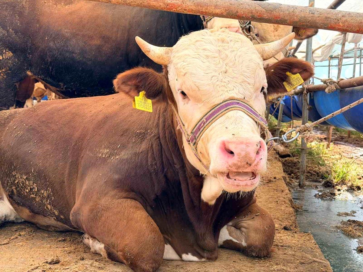 Kepez\'de Kurban Bayramı hazırlıkları tamam