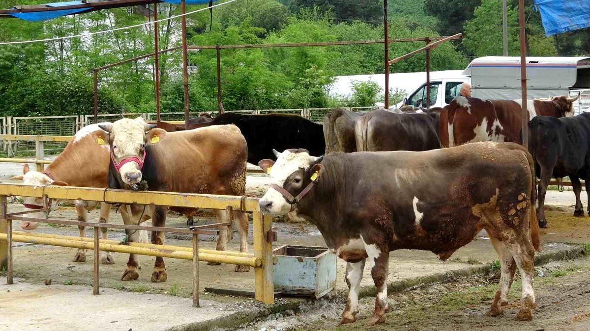 Besiciler Gurbetçileri Bekliyor