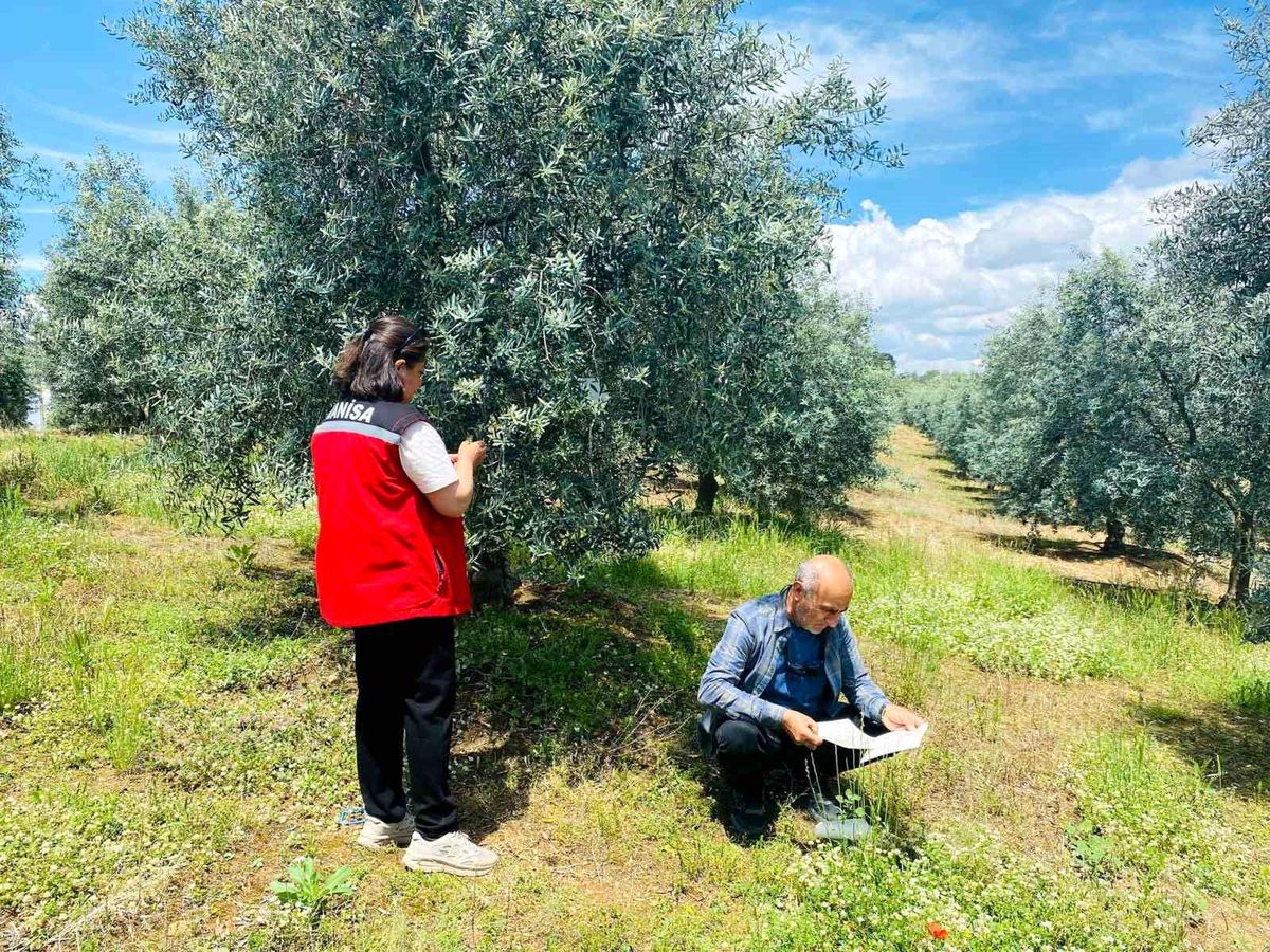Zeytin Üreticilerine Halkalı Leke Uyarısı