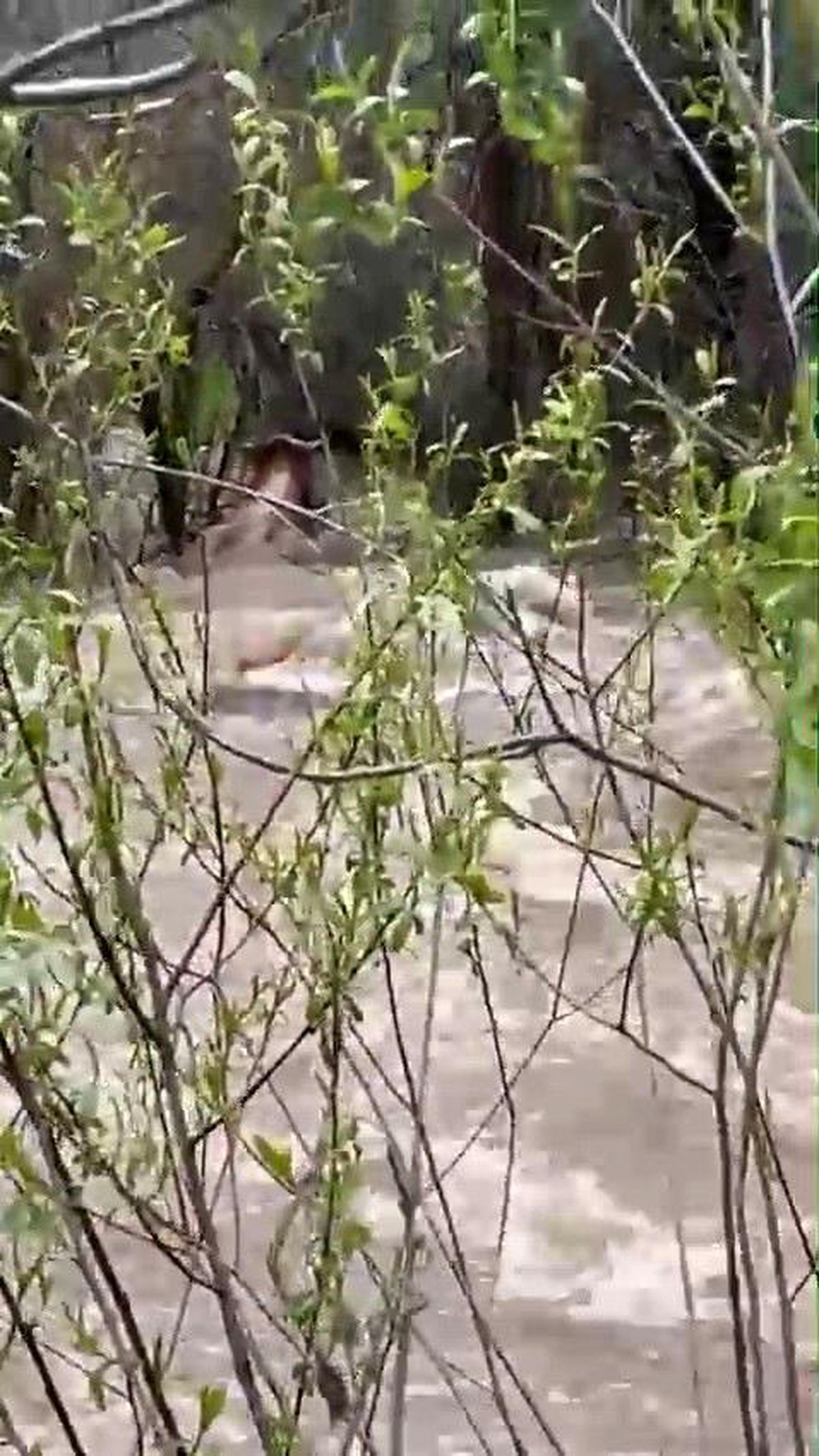Aşkale\'de Sel Felaketi: Büyükbaş Hayvan Telef Oldu