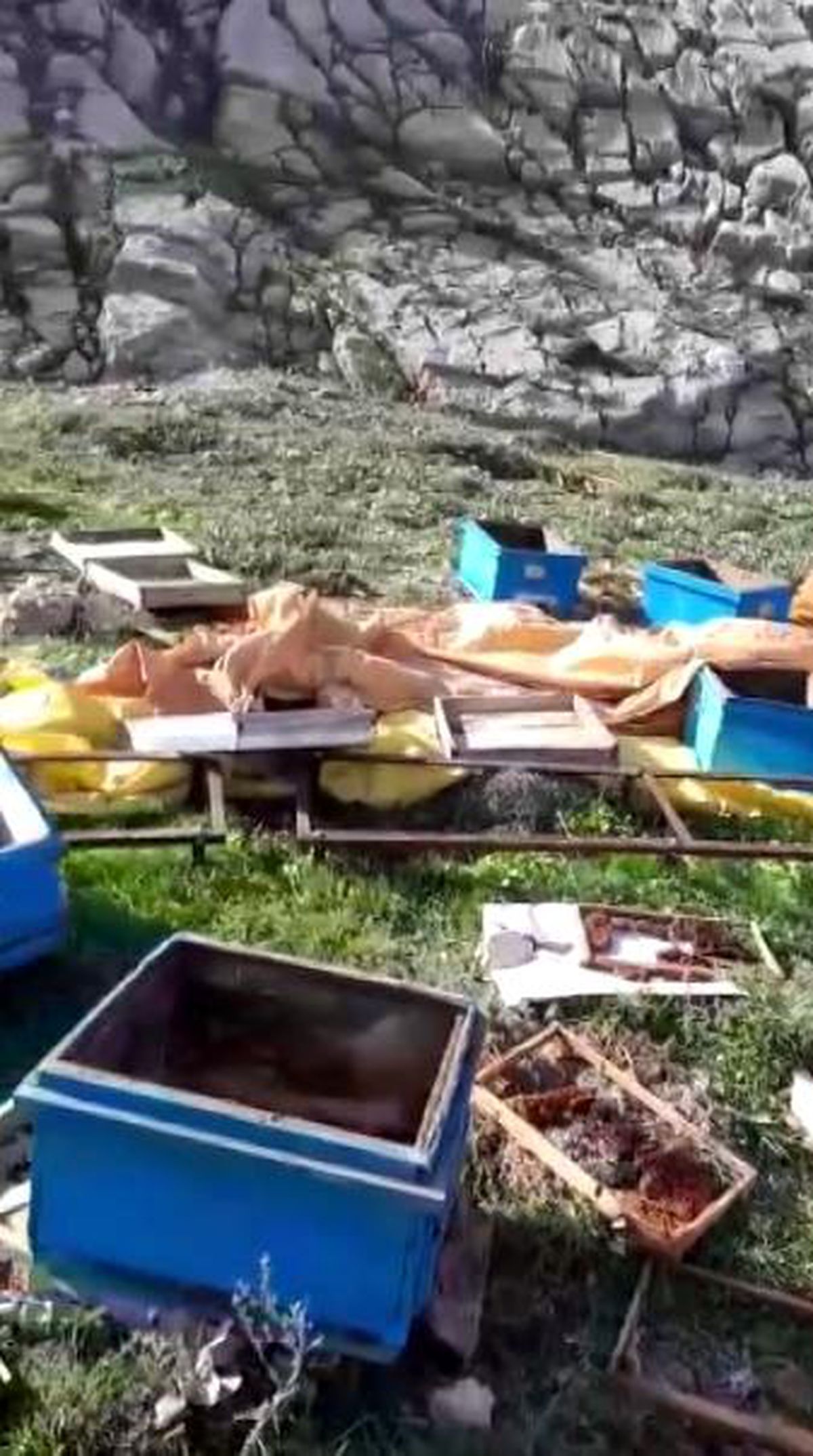 Kış Uykusundan Uyanan Ayı, Arı Kovanlarını Parçaladı
