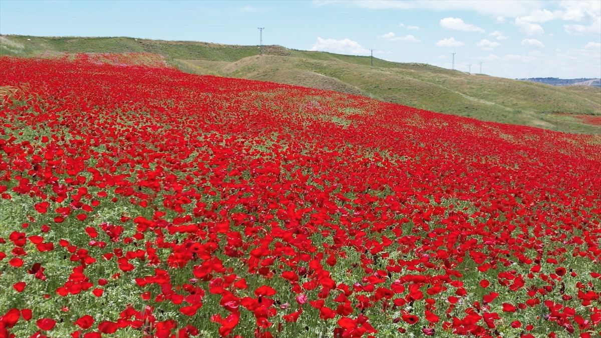 Adıyaman\'da Gelincik Tarlaları
