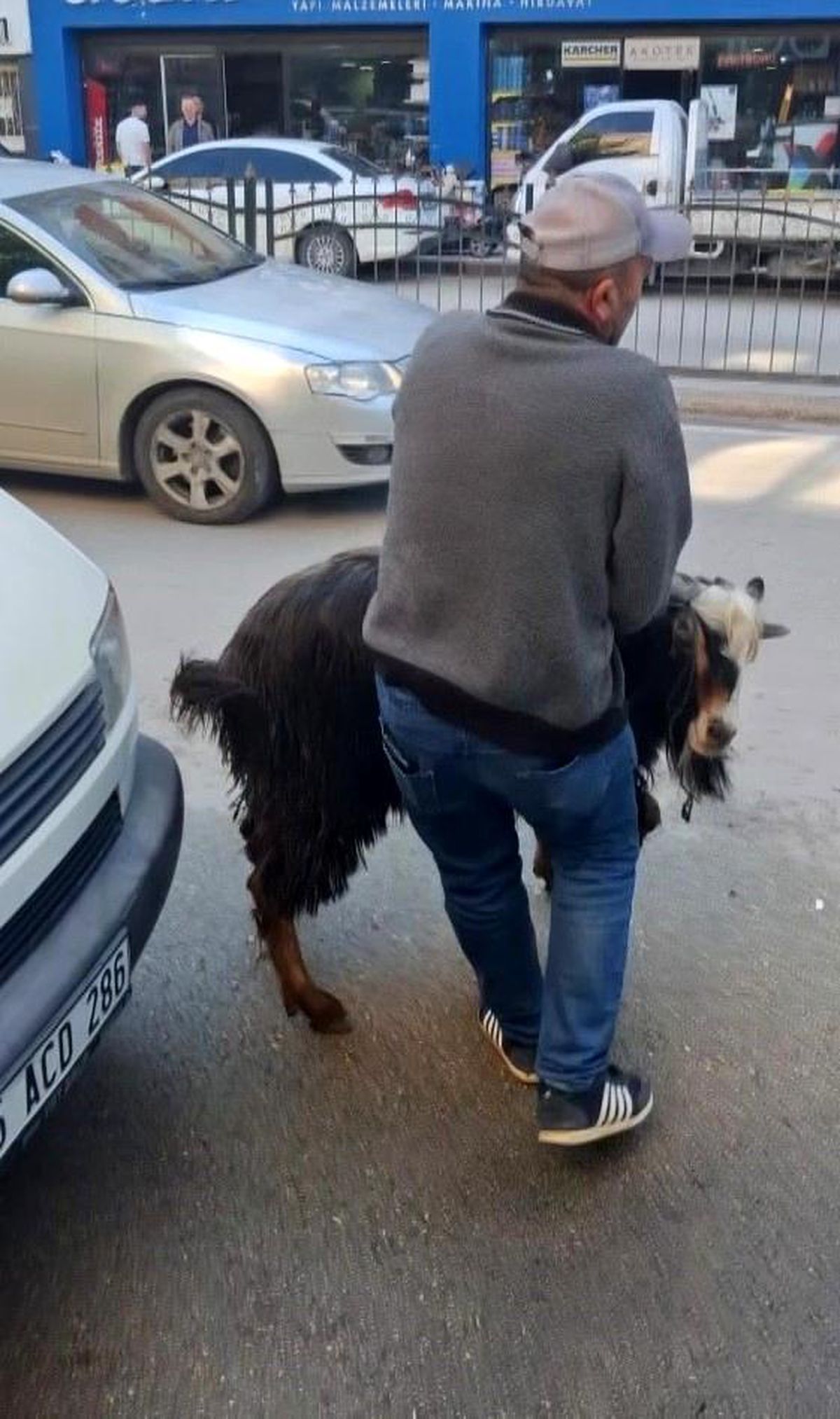 Amasya\'da Kurbanlık Keçi Kaçtı