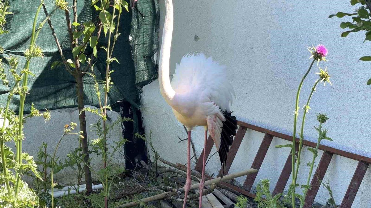Arnavutköy\'de ormanlık alanda kanadı kırık flamingo bulundu