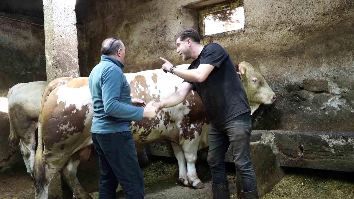 Bir ton 250 kilogramlık dev tosun 550 bin TL\'ye satıldı