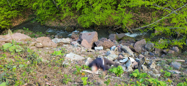 Düzce'de Bıçaklanmış Adam Cesedi Bulundu
