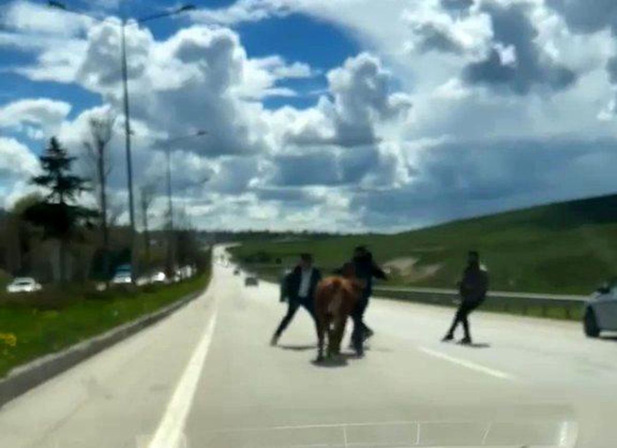 Erzurum\'da Kurbanlık Kaçışları Trafiği Kilitledi