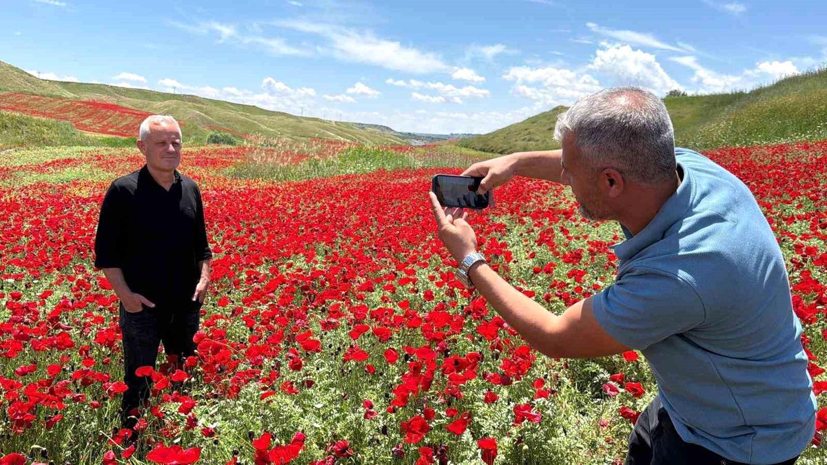 Adıyaman\'da Gelinciklerle Kırmızılaşan Nohut Tarlası