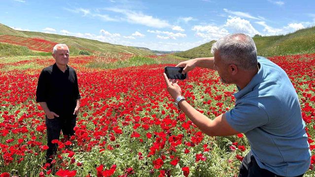 Adıyaman'da Gelinciklerle Kırmızılaşan Nohut Tarlası