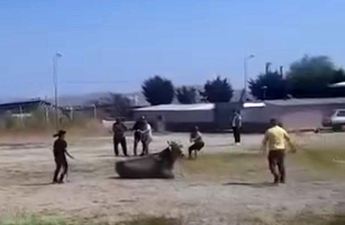 Gönen\'de Kaçan İnek Paniğe Neden Oldu