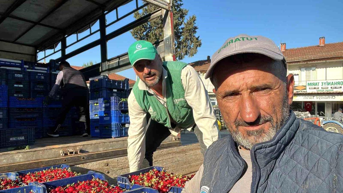 İznik\'te Karabodur Kirazı Hasadı Başladı