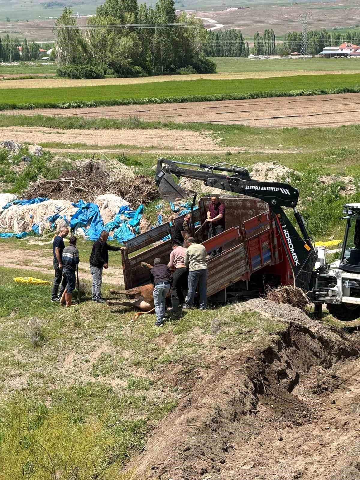 Kurbanlık Tosun Kaçtı, 4 Saat Süren Kovalamaca