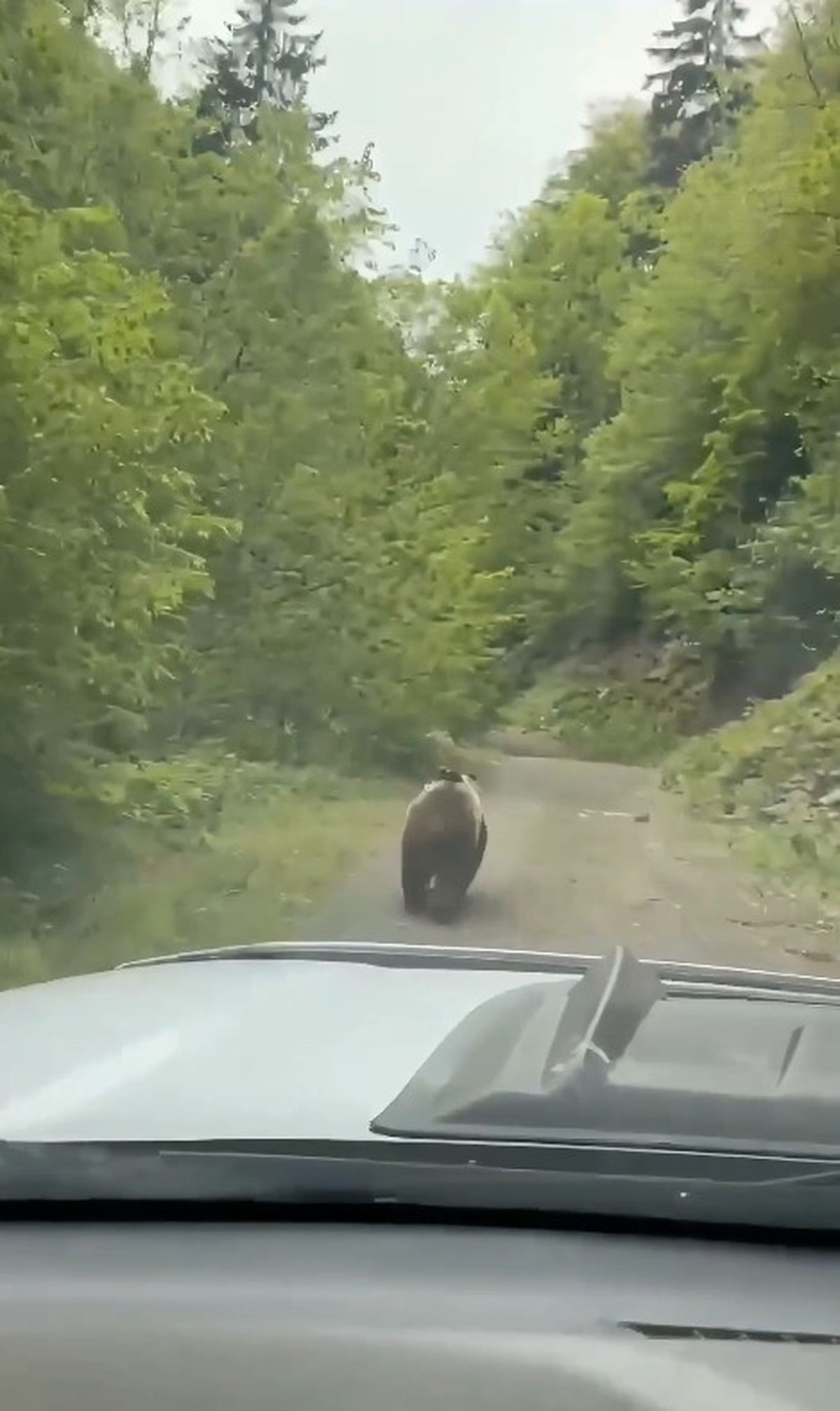 Şavşat\'ta Bozayı Aracın Önünde Koştu