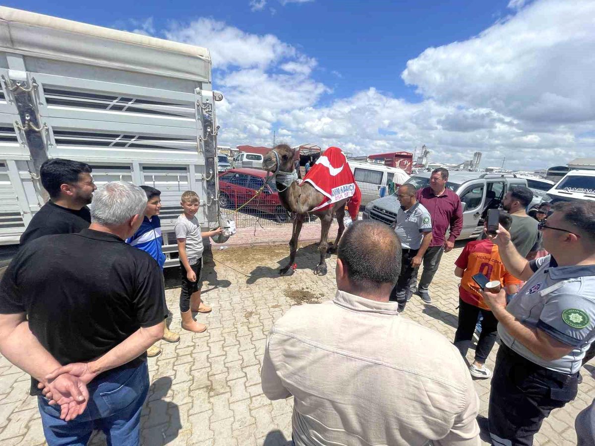Konya\'da 780 Kilogramlık Deve İlgi Odağı