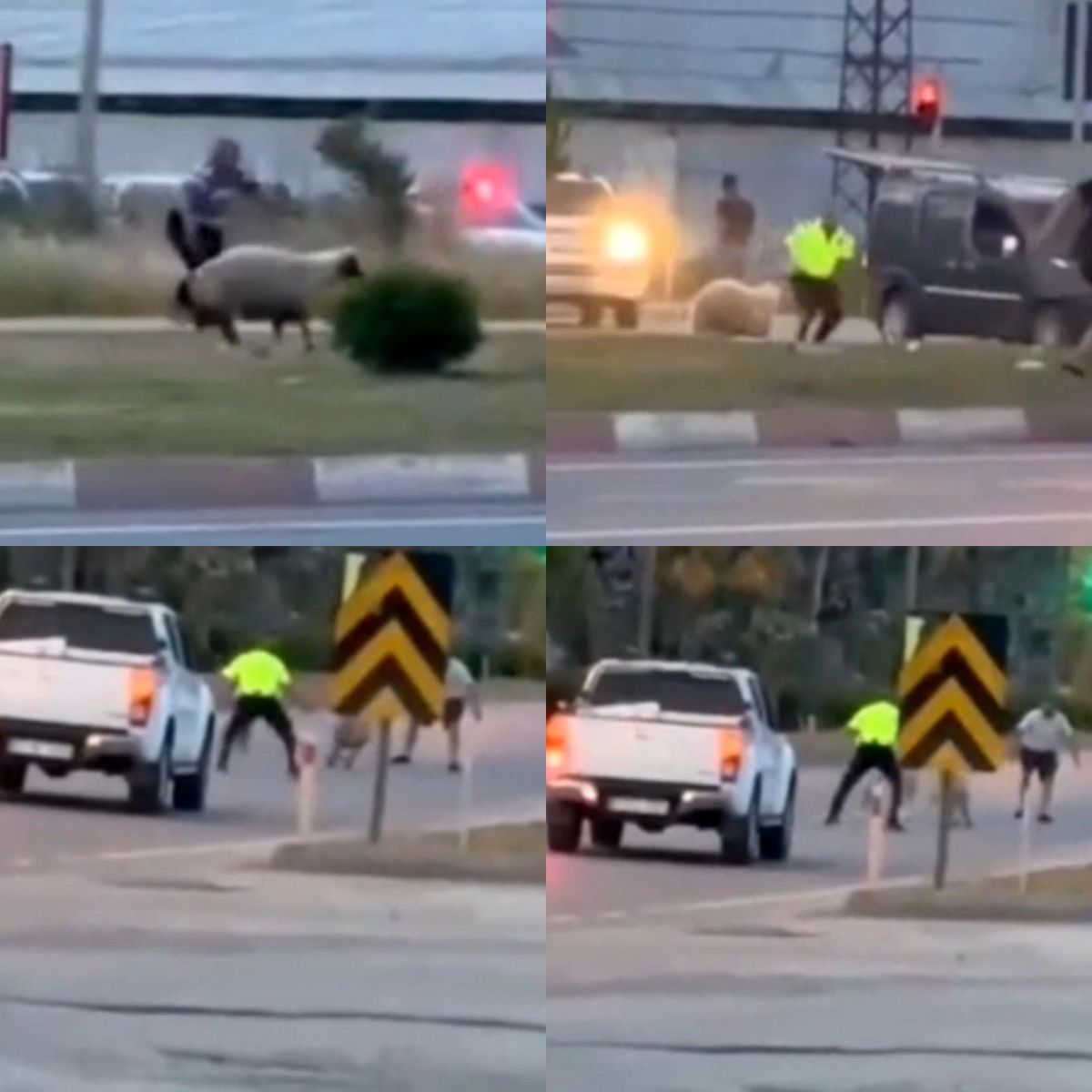 Kurbanlık Koyun Trafikte Koştu