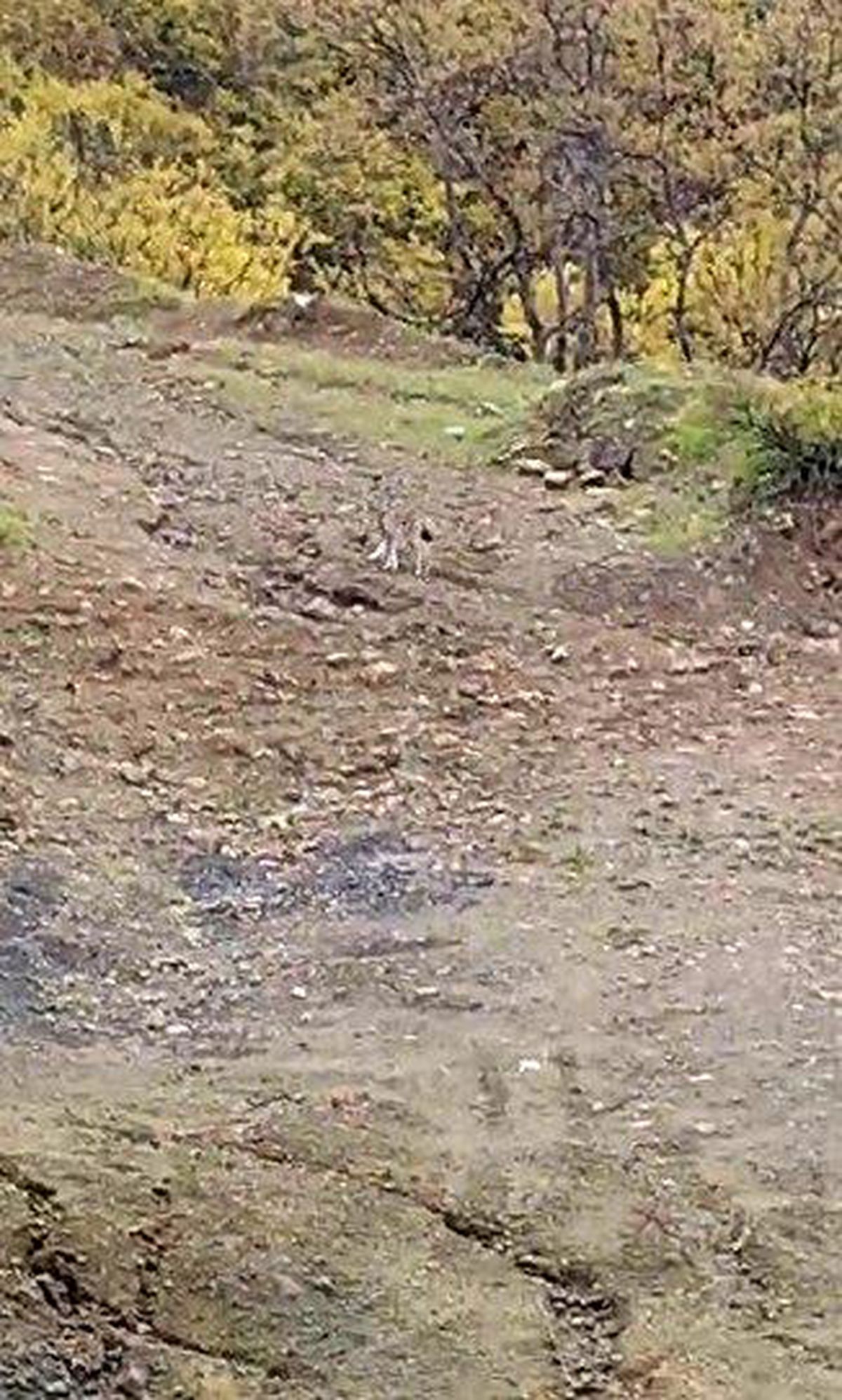 Tunceli\'de Nesli Korumadaki Vaşak Görüntülendi