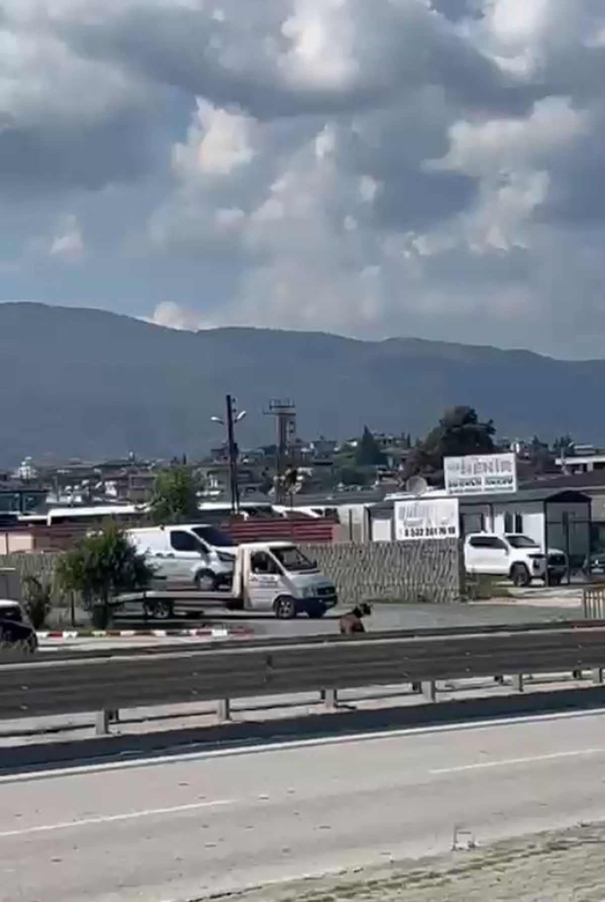 Kurbanlık Keçi Trafiği Alt Üst Etti