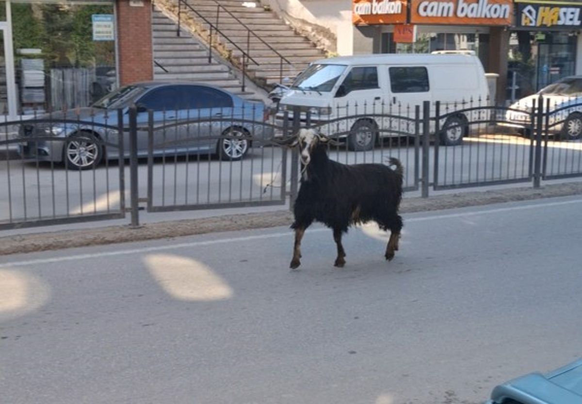 Amasya\'da Kaçan Kurbanlık Keçi Trafiği Kilitledi