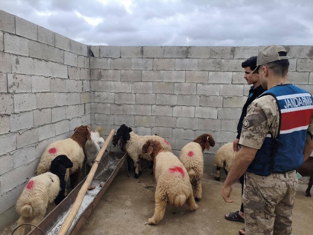 Jandarma Dronla Kaybolan Hayvanları Buldu