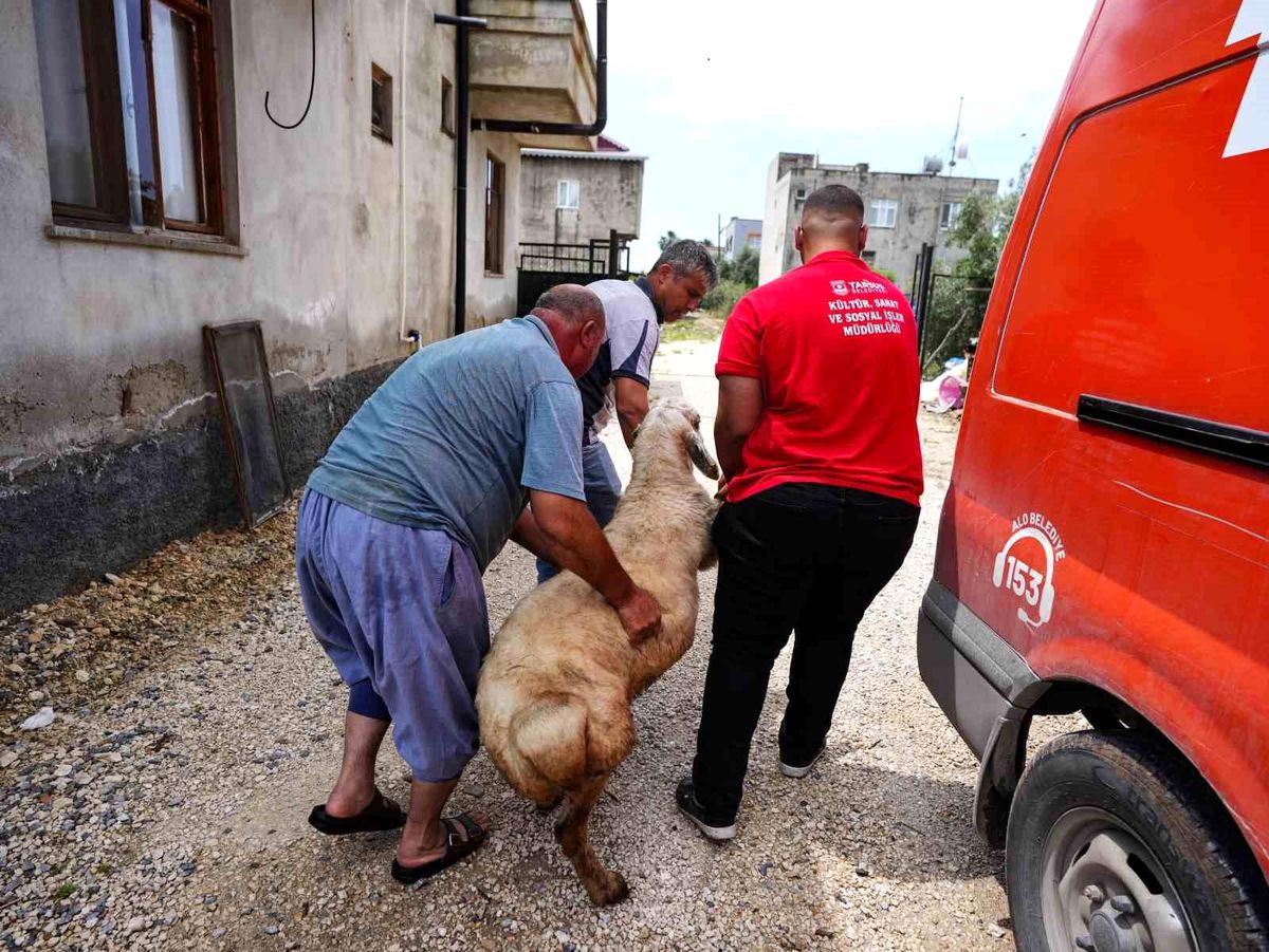 Tarsus Belediyesi, şehit ailelerine kurban desteği