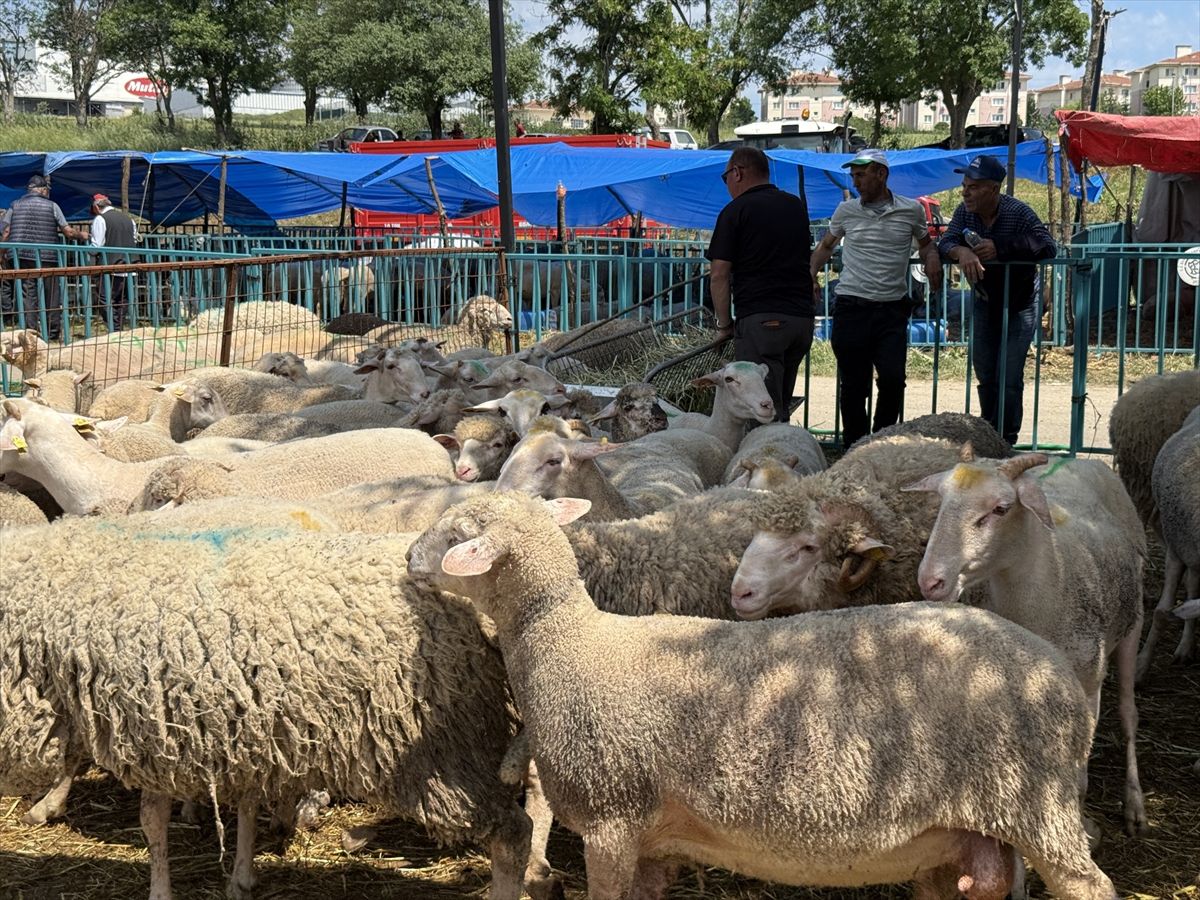 Tekirdağ\'da Kurban Bayramı Hareketliliği