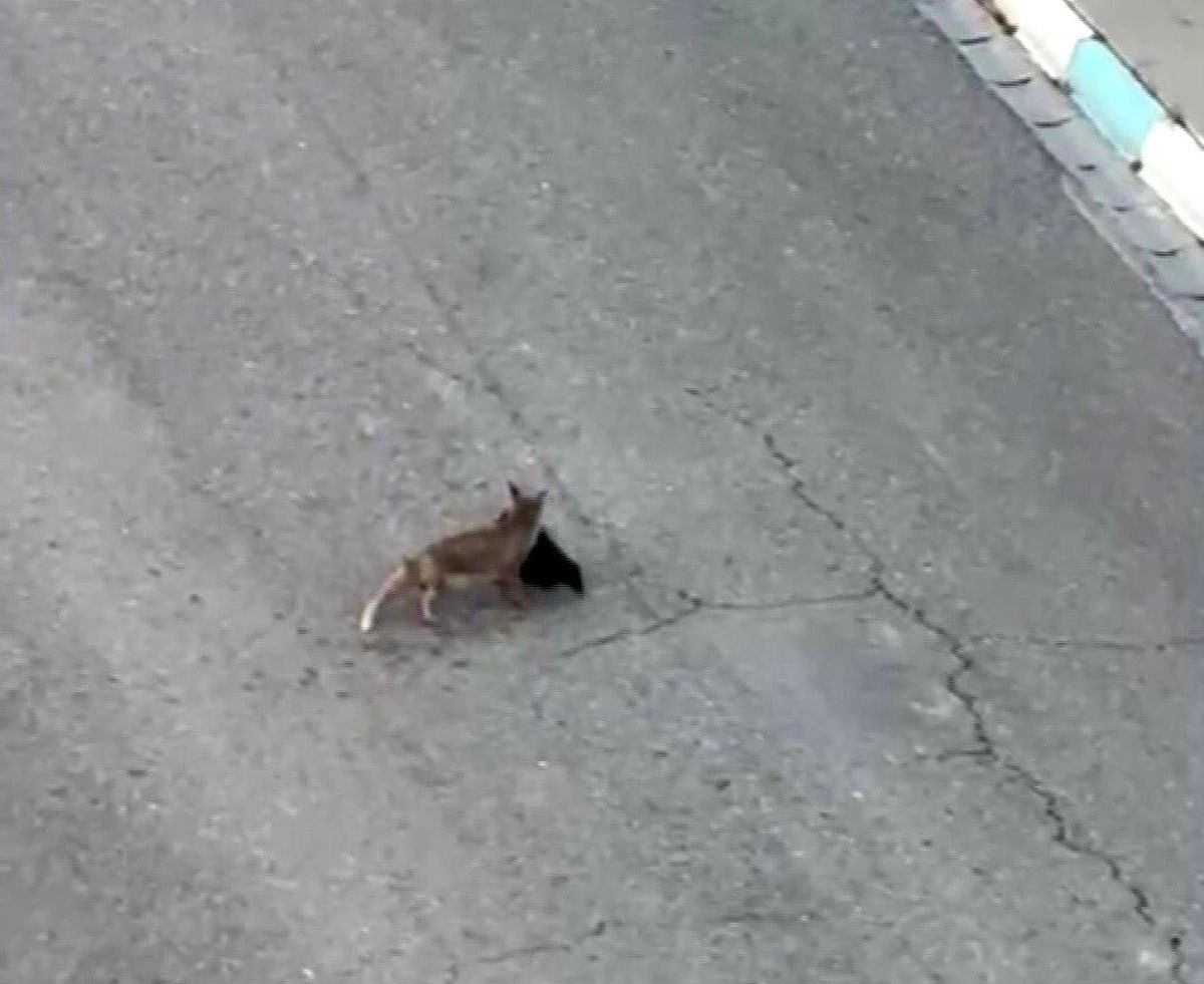Tilki ile Vatandaş Arasındaki İlginç Diyalog