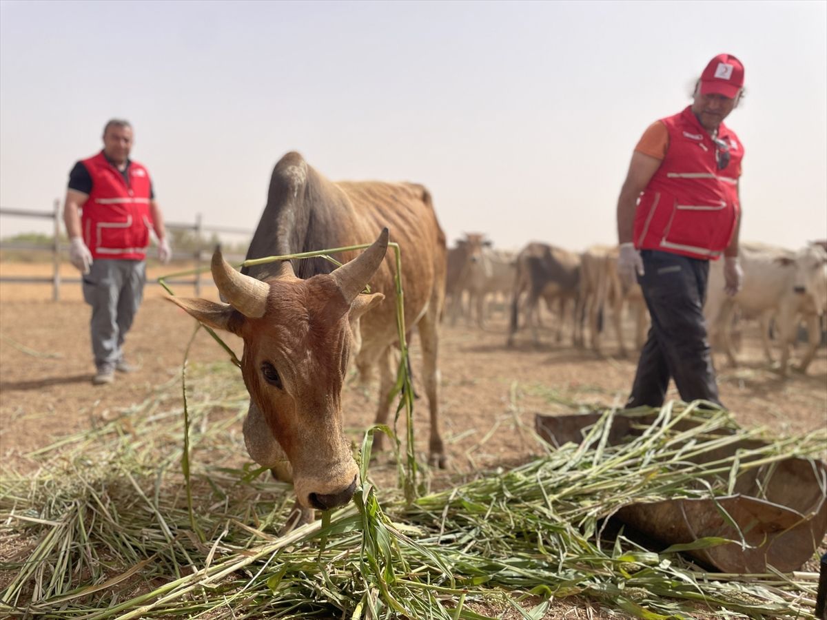 Türk Kızılay Sudan\'da Kurban Kesimi Yapacak
