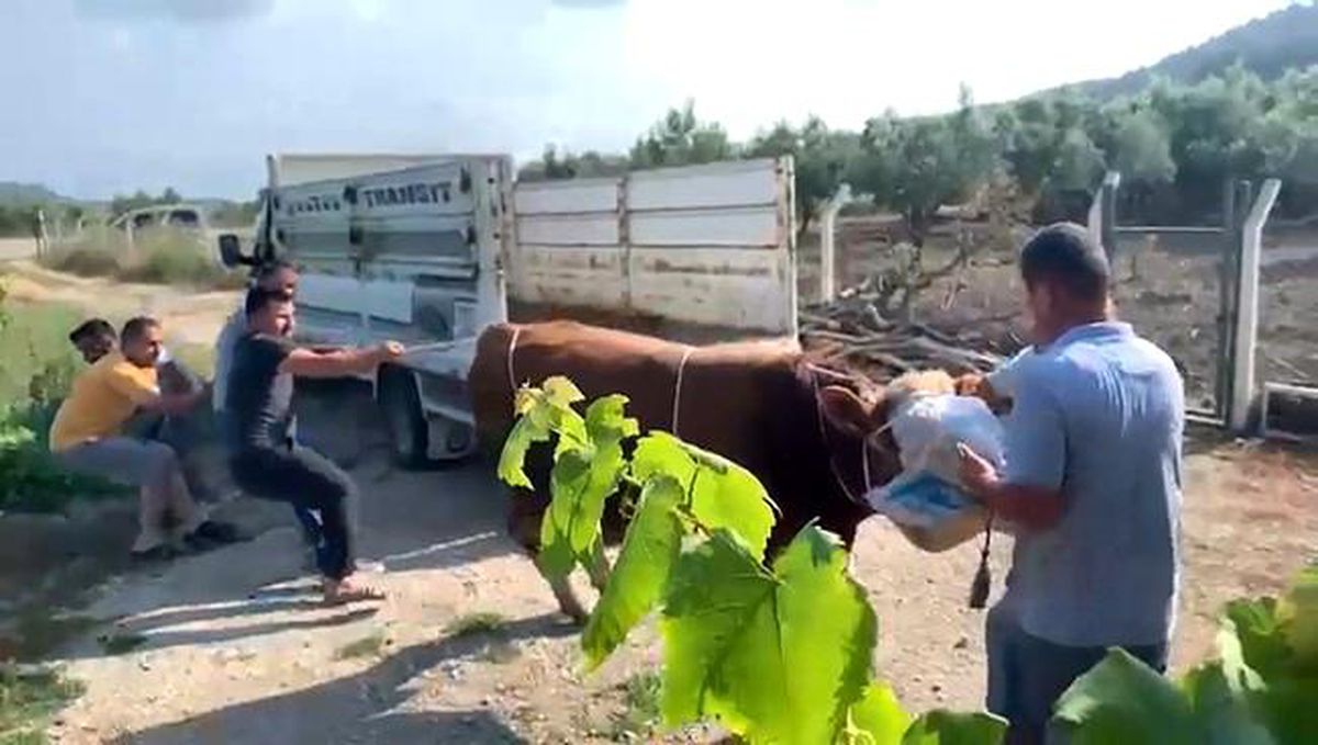 Boğa Kontrolden Çıktı